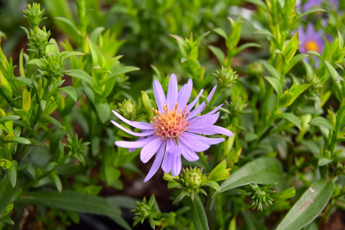 Symphyotrichum novi-belgii 'Early Blue' ---