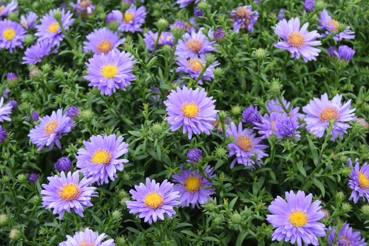 Symphyotrichum novi-belgii 'Early Blue' ---