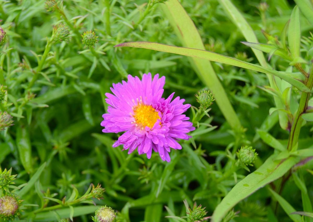 Symphyotrichum novi-belgii 'Heinz Richard' ---