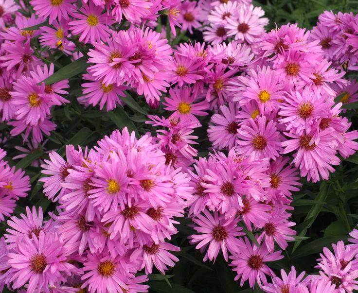 Symphyotrichum novi-belgii 'Heinz Richard' ---