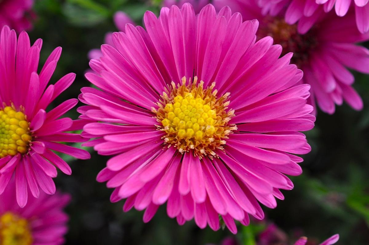 Symphyotrichum novi-belgii 'Jenny' ---