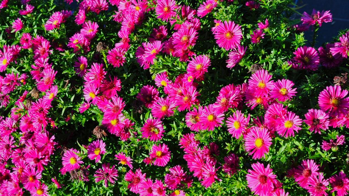 Symphyotrichum novi-belgii 'Jenny' ---