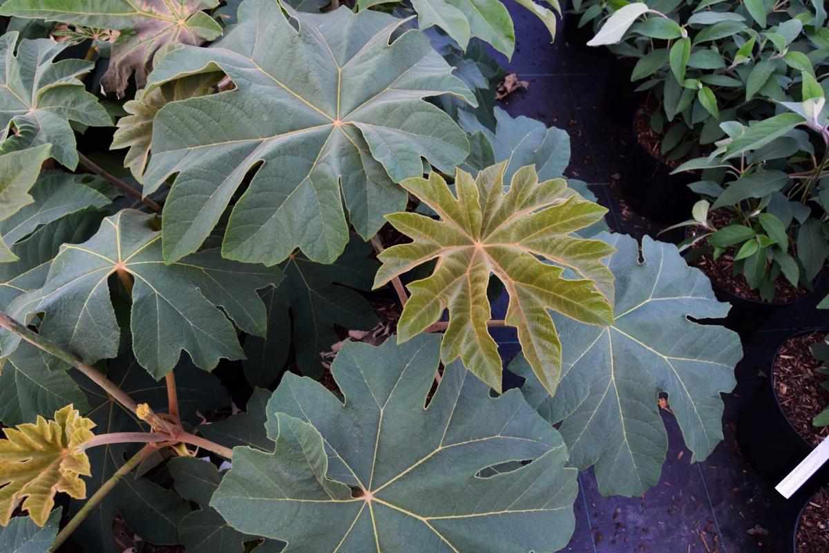 Tetrapanax papyrifer 'Rex' 30-40 cm