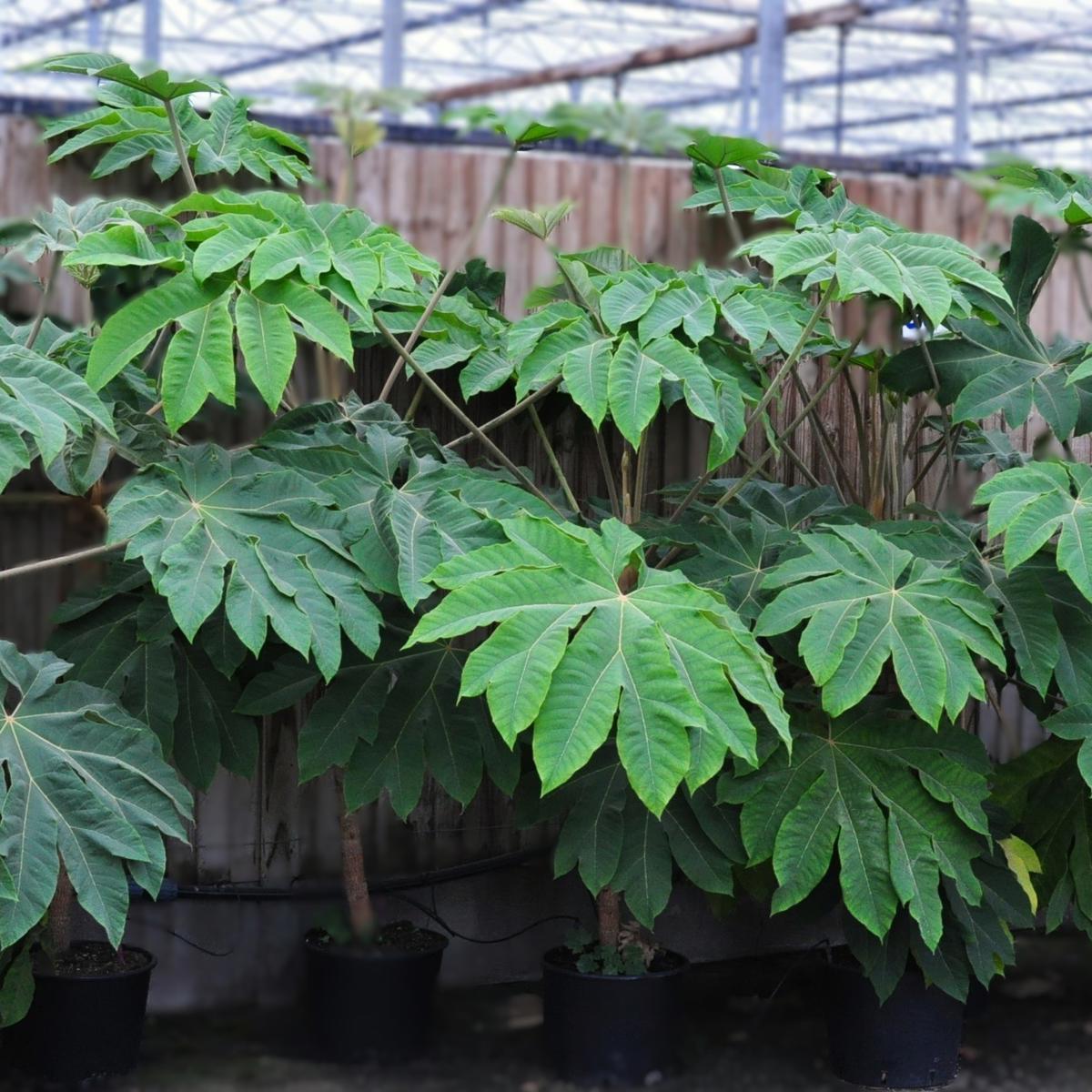 Tetrapanax papyrifer 'Rex' 125-150 cm