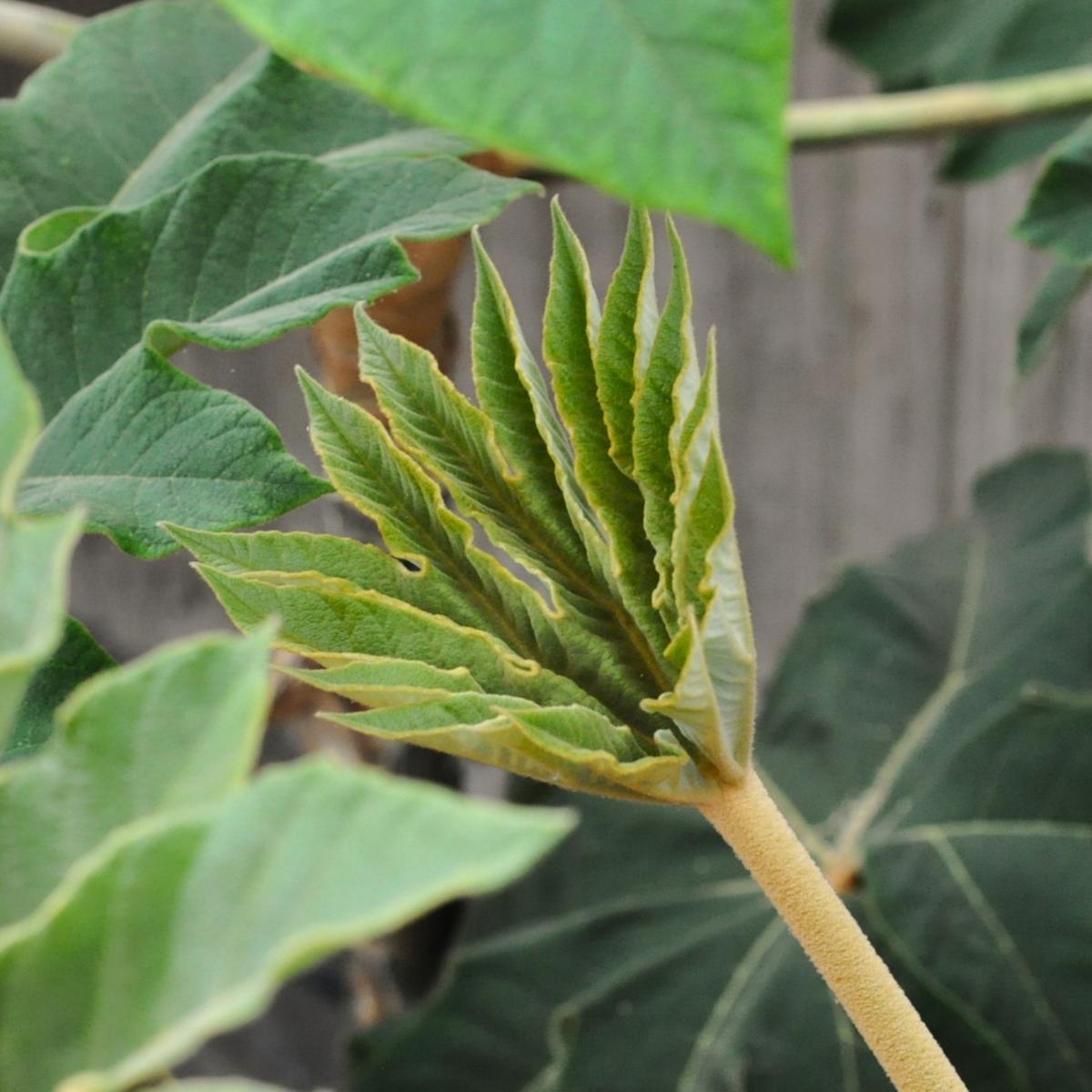 Tetrapanax papyrifer 'Rex' 125-150 cm