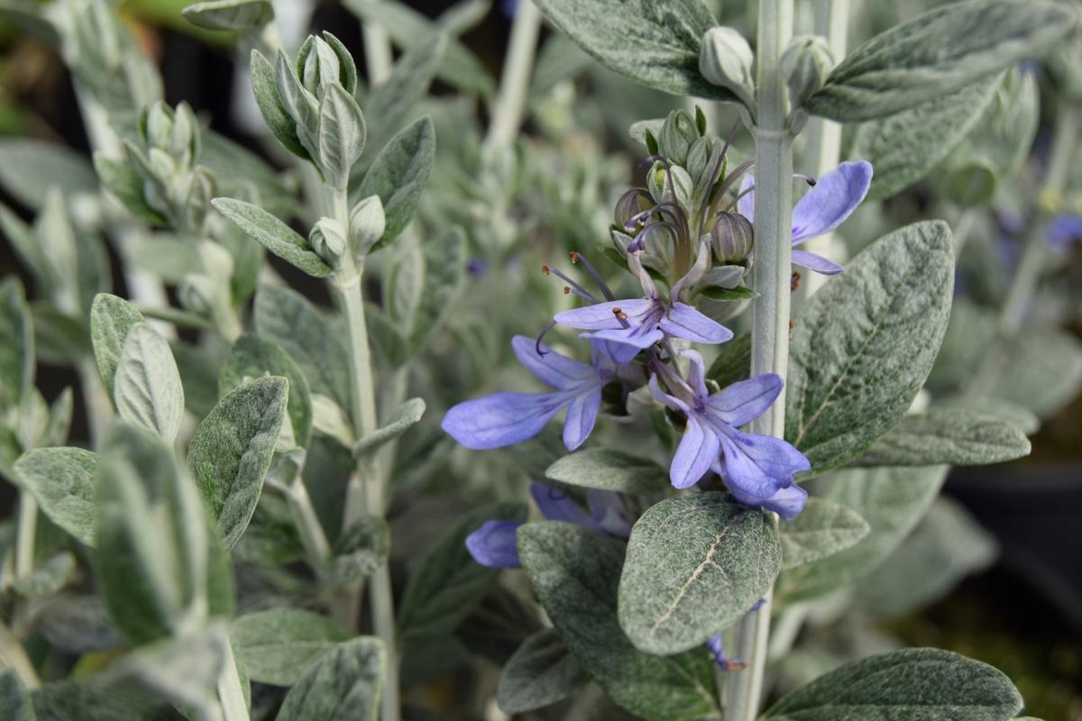 Teucrium fruticans 'Compactum' 80-100 cm