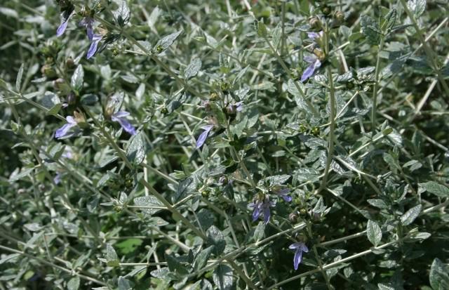 Teucrium fruticans 'Compactum' 80-100 cm