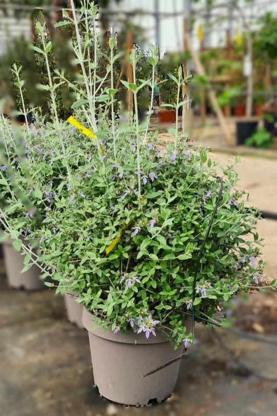 Teucrium fruticans 40-60 cm