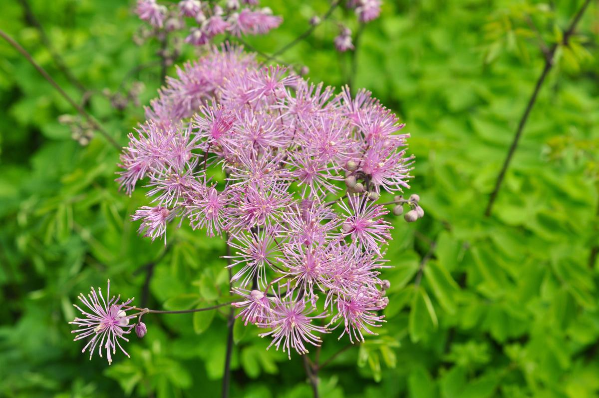 Thalictrum 'Black Stockings' ---