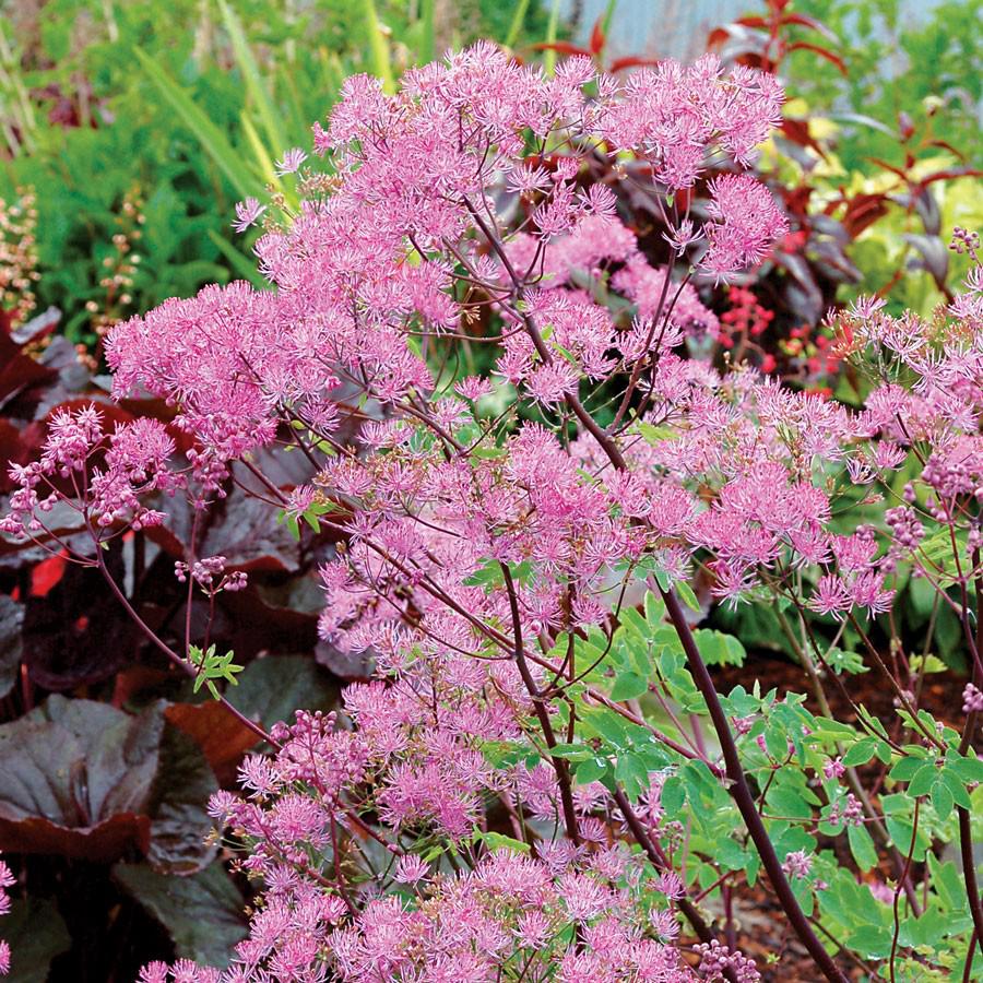 Thalictrum 'Black Stockings' ---
