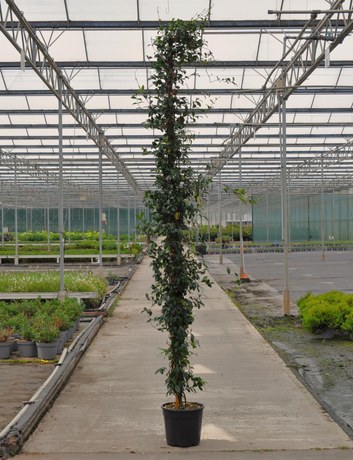 Trachelospermum jasminoides 250-300 cm
