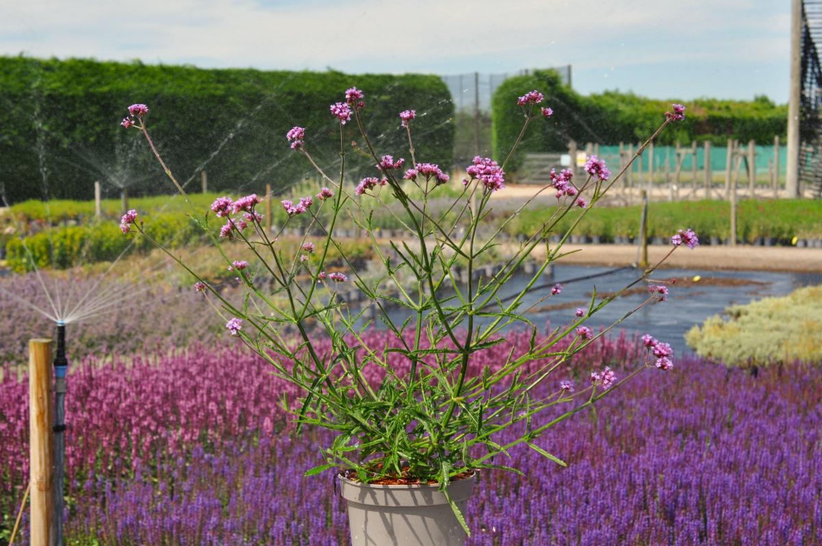 Verbena bonariensis 'Lollipop' ® ---