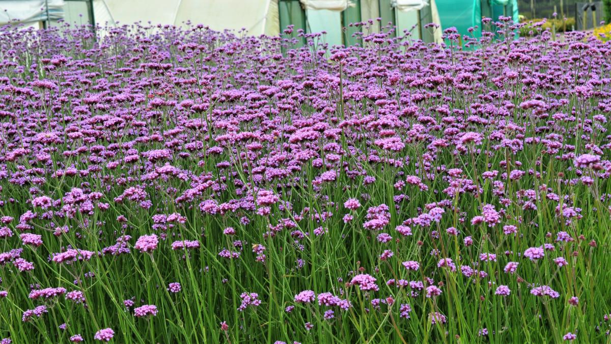 Verbena bonariensis