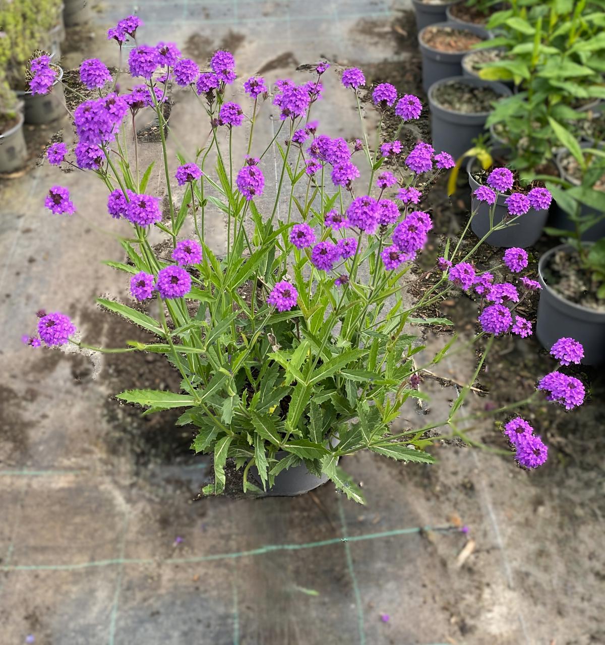 Verbena rigida ---