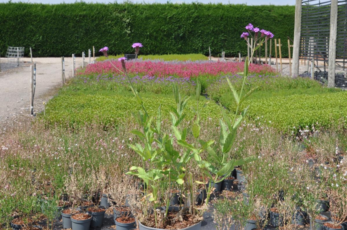 Verbena rigida