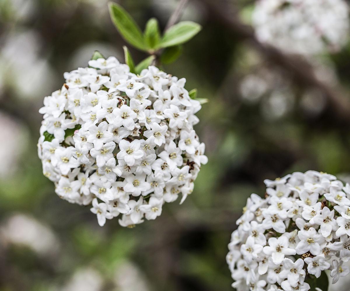 Viburnum x burkwoodii 60-80 cm
