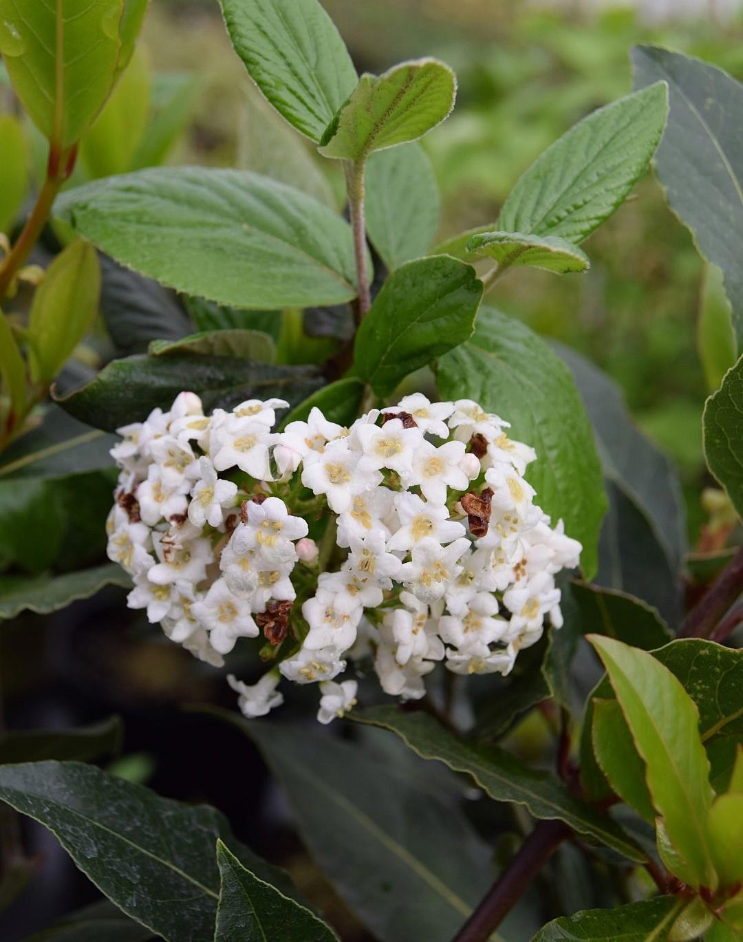 Viburnum x burkwoodii 60-80 cm