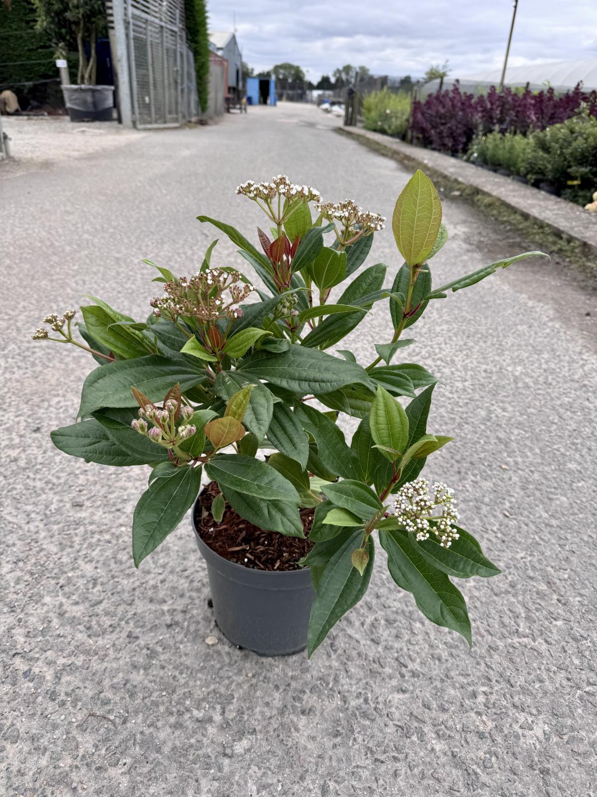 Viburnum davidii