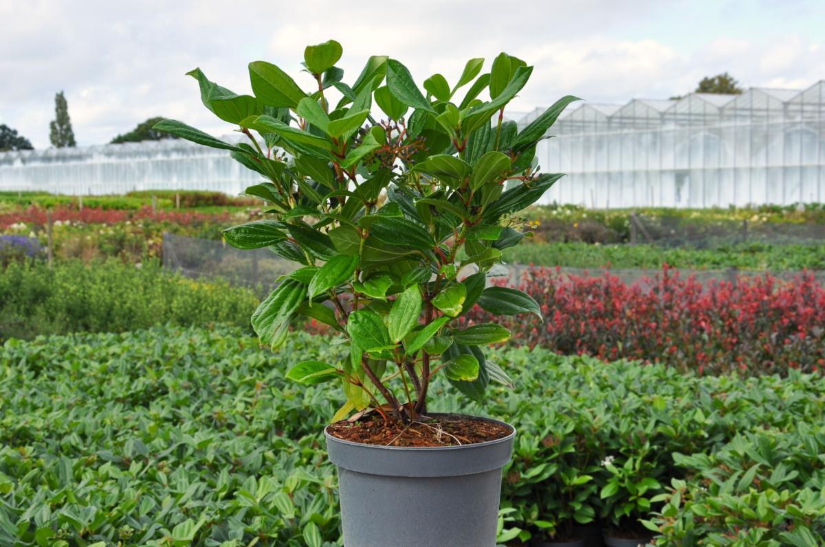 Viburnum davidii