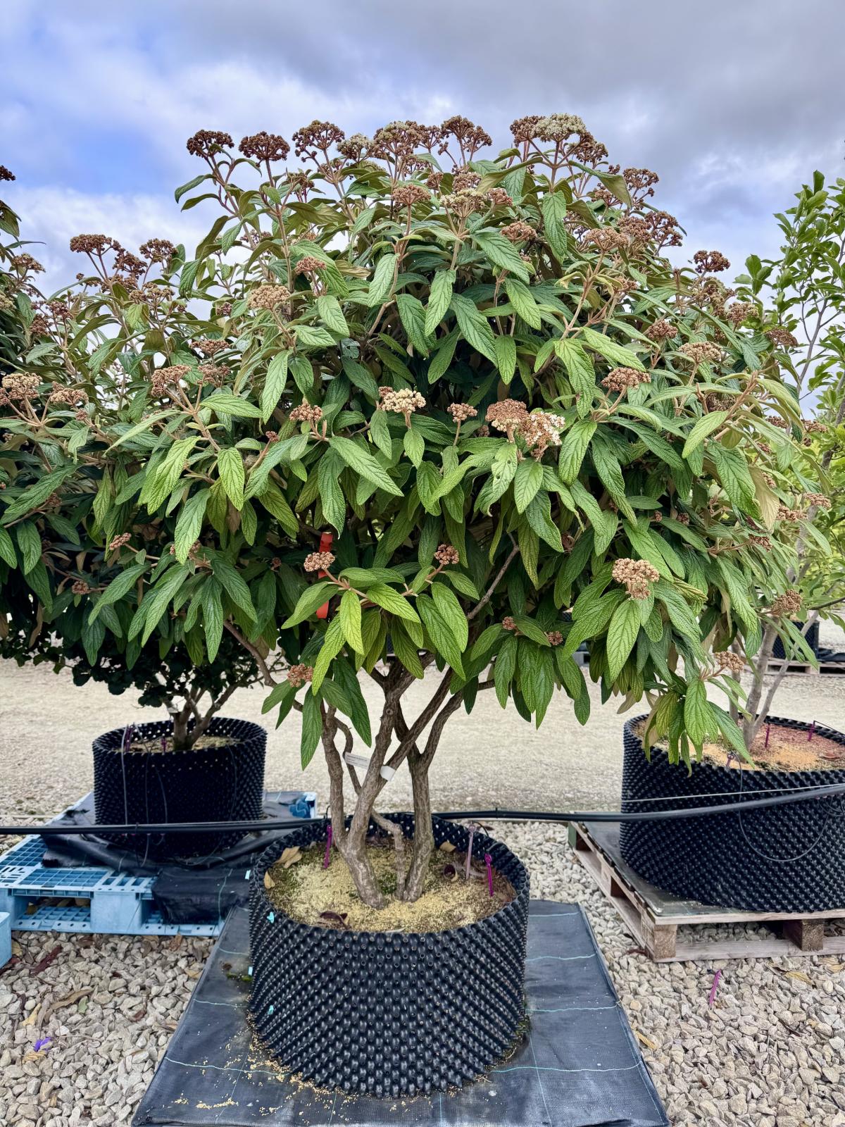 Viburnum rhytidophyllum