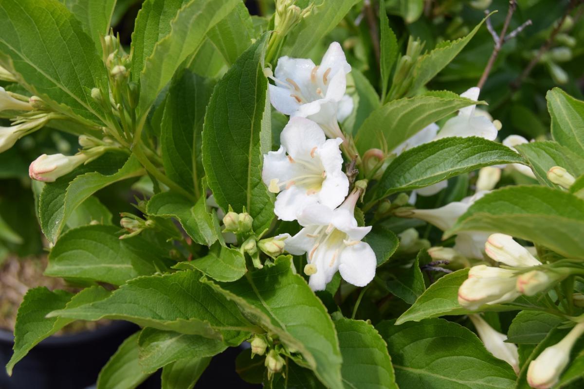 Weigela florida 'Snowflake' 15-20 cm