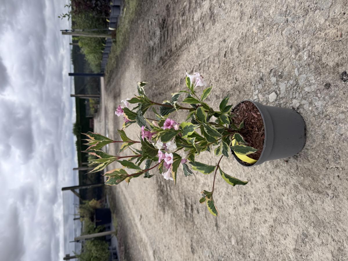 Weigela 'Florida Variegata'
