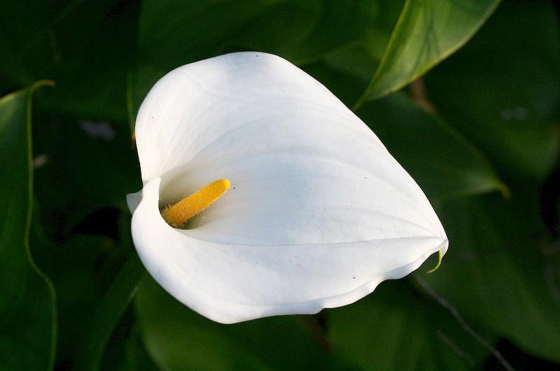 Zantedeschia aethiopica ---