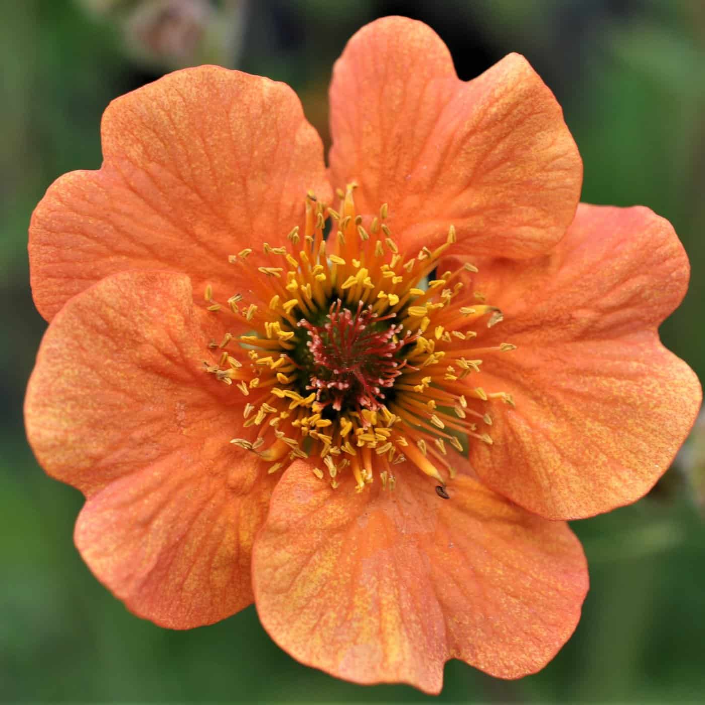 Palmstead Nursery Plants Hover State Image