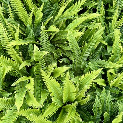 Palmstead Nursery Plants