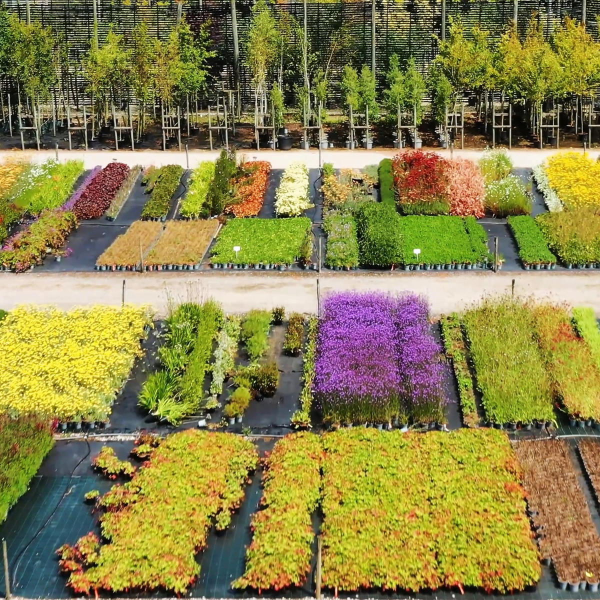 Palmstead Nursery Plants