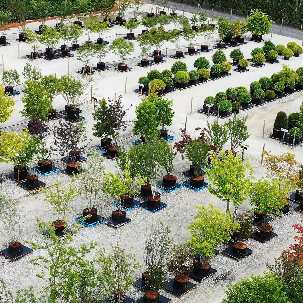 Palmstead Nursery Plants