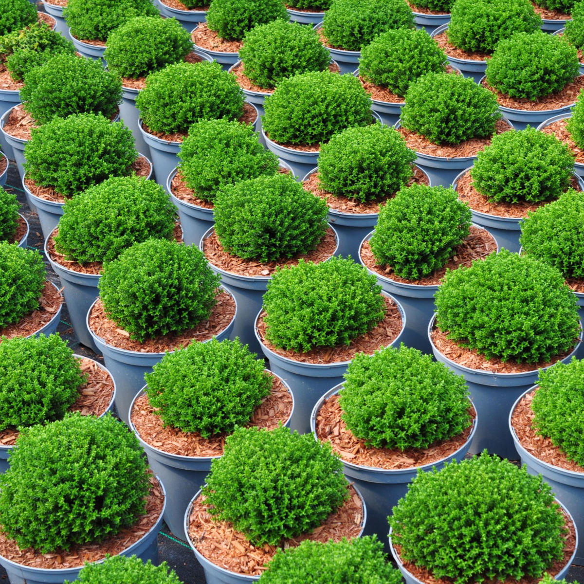 Palmstead Nursery Plants