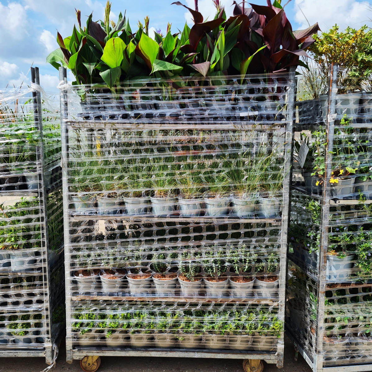 Palmstead Nursery Shop